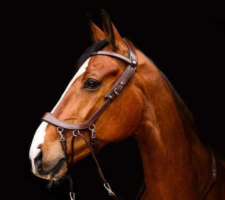 Bitless bridle FaySport