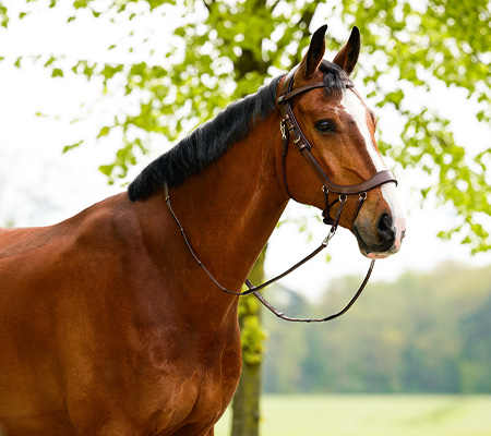 FayRein bitless with clip + stops(12.5cm)