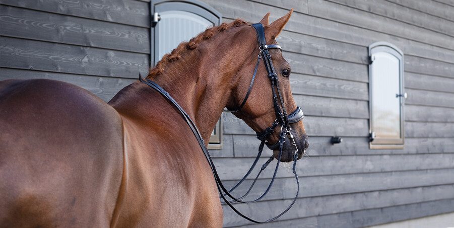 Weymouth bridle FayPerform PresTeq
