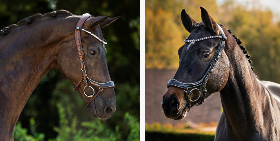 FaySport Glitter bridle PresTeq
